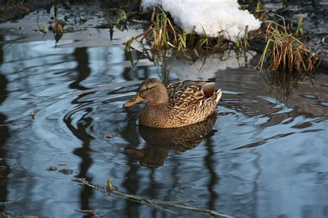 Online crop | HD wallpaper: winter, animals, birds, lake, duck, floats ...