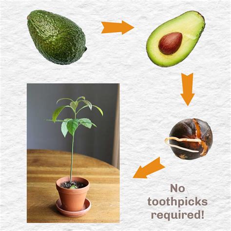 How to Grow an Avocado from Seed (Easy Method) — Empress of Dirt