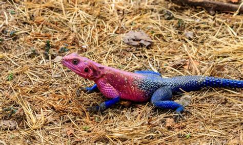 Rainbow Lizard: What's the Most Colorful Lizard in the World? - A-Z Animals