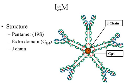 Immunoglobulin M (IgM): Structure and Properties - Overall Science