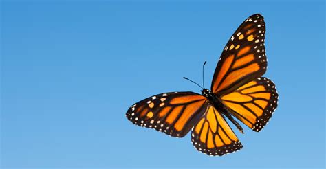 Every Time I See A Monarch Butterfly I Know Everything Is Okay