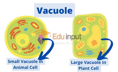 Vacuole In Animal Cell