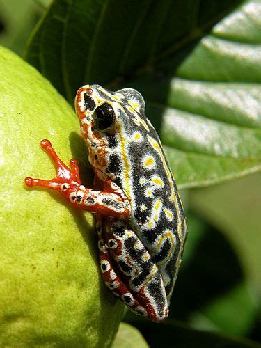 Congo Tree Frog | Frog, Tree frogs, African wildlife