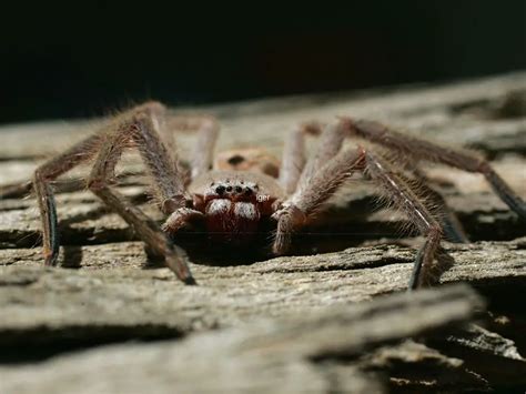 Where Do Huntsman Spider Live - Huntsman Spider Habitat - Zooologist