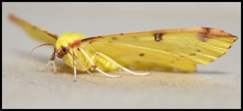 yellow moth by Rippah2 on DeviantArt