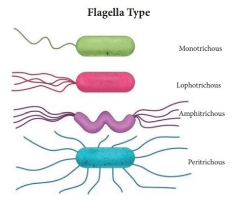 Amphitrichous flagellation hasA. Flagella absentB. Flagella at one end C. Flagella at both the ...