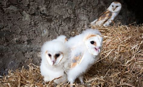 Family Ties: Barn Owl Chicks Let Their Hungry Siblings Eat First | Audubon