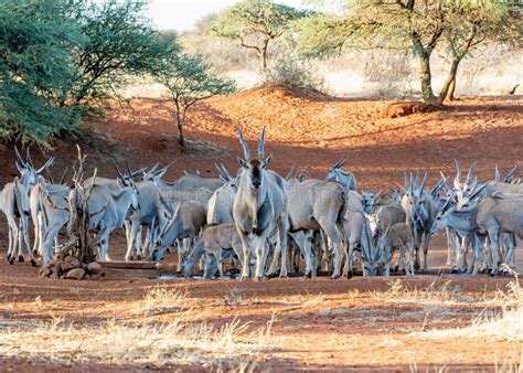 Eland Herd stock image. Image of antelope, male, drinking - 138745667