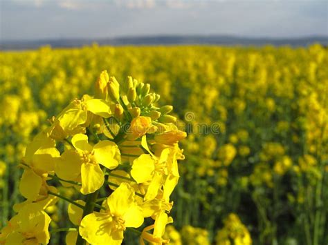 Canola Flowers in Yellow Field. Close-up Stock Photo - Image of bees, biodiesel: 184872666