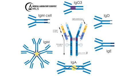 Immunoglobulins, Structure, Classification, Functions - Medical Laboratory Scientist MLS