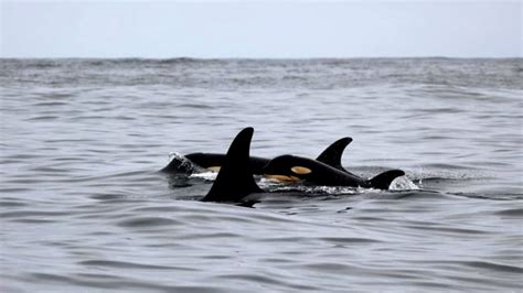 New baby orca spotted with endangered pod off Vancouver Island | CBC News