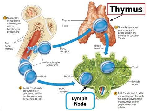 Groin Lymph Nodes Location Diagram