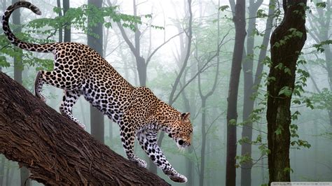 Jungle Animals Wallpaper - WallpaperSafari