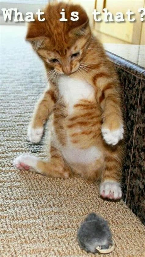 Funny Kittens Memes