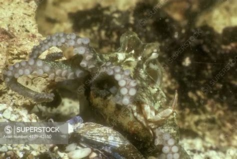 Two Spotted Octopus eating Crab (Octopus bimaculatus) CA - SuperStock