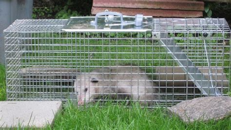 How To Get Rid Of Opossums - yardworship.com