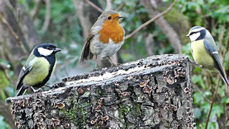 Relaxing Video of Birds Chirping and Singing in The Forest - Bird Song & Nature Sounds ...