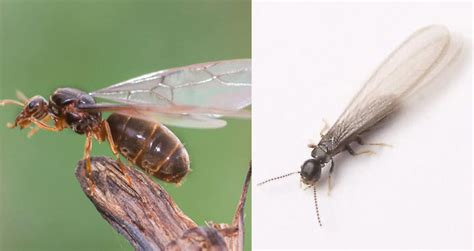 Identifying Termites vs Flying Ants - H. T. Treadway, Inc. Pest Control