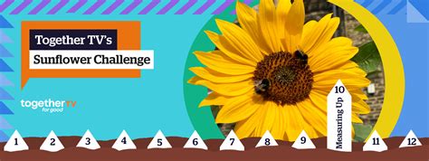 Sunflower Challenge 2023: Week 10 - Measuring Up Your Sunflowers | Welcome to Together TV ...