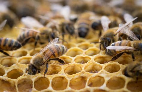 Inside The Bee Hive Free Stock Photo - Public Domain Pictures