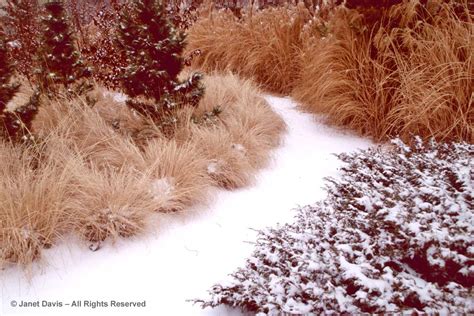 Ornamental Grasses in Winter | Janet Davis Explores Colour