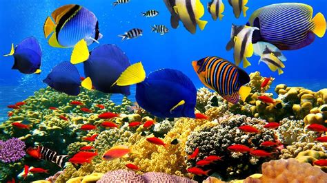 colourful coral reef wallpaper - First-Rater Website Pictures Library