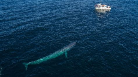 How Big is a Blue Whale? Blue Whale Size Comparison and Length ...