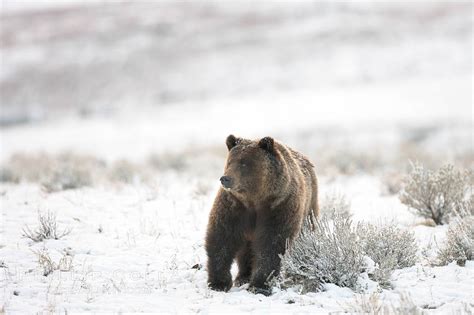 Grizzly Bear In Snow Photo, Grizzly Bear In Snow photos, Natural History Photography