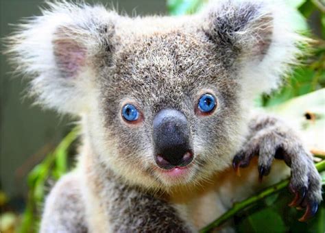 Baby koala Names- Best and Famous Koala Names