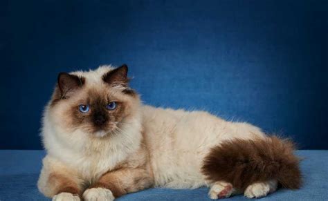 Calico Ragdoll Cat (Everything You Need To Know About Calico Ragdoll ...