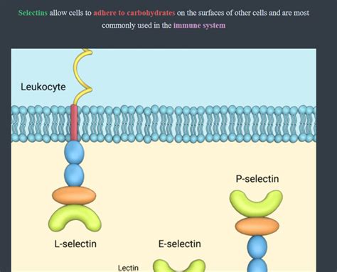 Cell Adhesion Molecules : r/AnkiMCAT