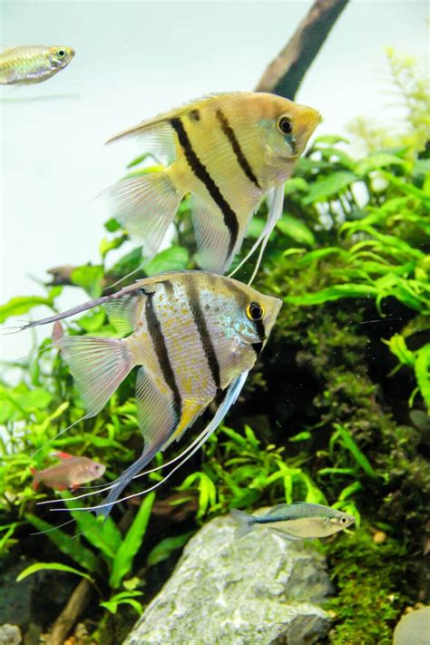 Freshwater Angelfish • (Types, Tank Mates & Care)