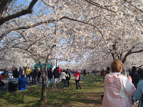 File:Cherry Blossom Festival Washington DC.JPG