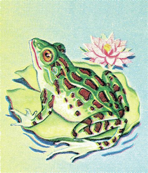 Frog on Lily Pad Drawing by CSA Images - Fine Art America