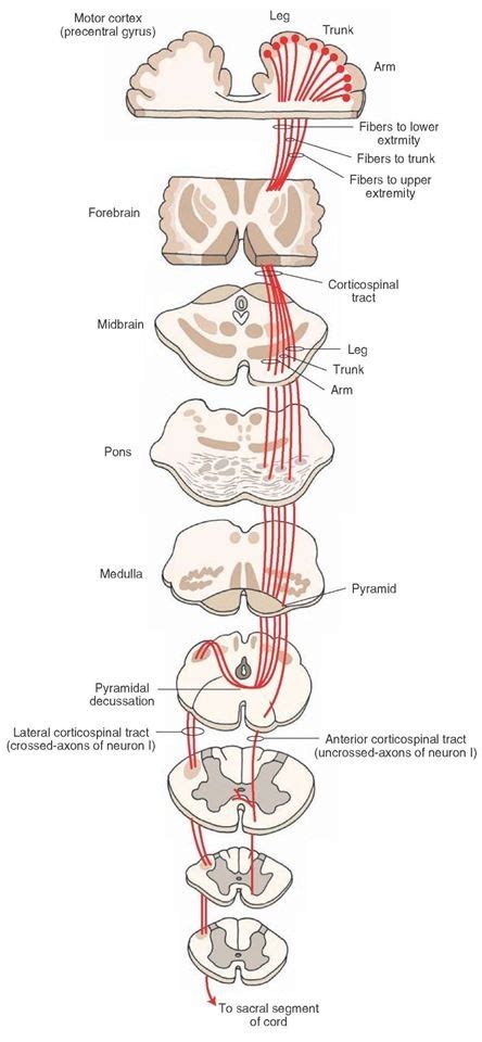 The corticospinal tract. This tract arises from the motor cortex (precentral gyrus), … | Basic ...