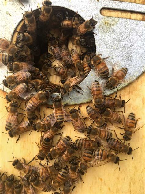 7 Types of Honey Bees Perfect for Backyard Bee Farms | Homesteading