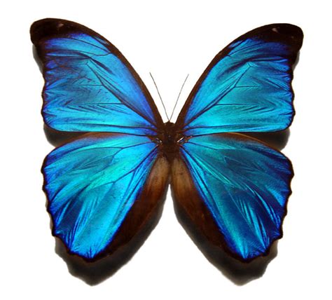 File:Blue morpho butterfly.jpg - Simple English Wikipedia, the free ...