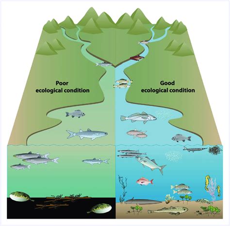 Estuary Diagram For Kids