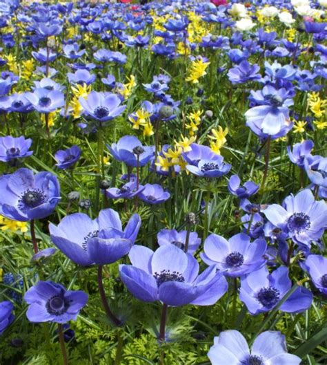 Anemone Giant Blue Poppy (Single)