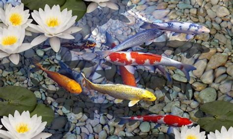 Koi Fish Live Wallpaper Free Download For Pc | MAXIPX