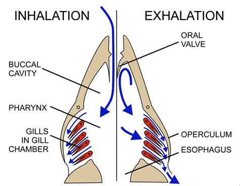 ventilation in fish Diagram | Quizlet