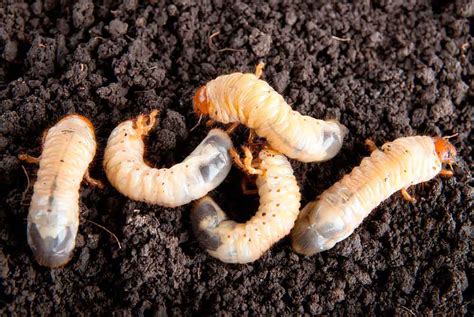 Grub Worm Removal - Grub Worm Control Dallas