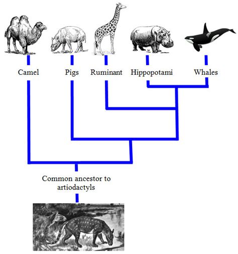 Animal Cladogram : Cladogram Of Life Learning Science Science Education Science Lessons / It is ...