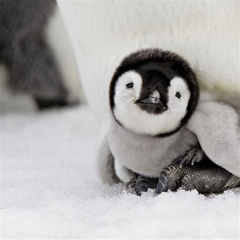 Baby Penguin Pictures, Photos, and Images for Facebook, Tumblr, Pinterest, and Twitter