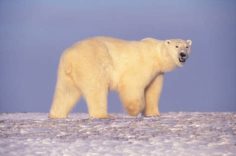 Polar bear fatally mauls woman and boy in Northwest Alaska village