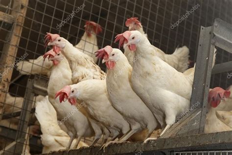 Poultry farm eggs — Stock Photo © hansgwprinsen #124704484