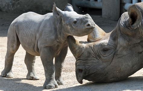 Baby Rhino With Mother | Cute Mighty Pictures