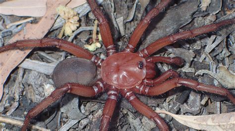 New giant trapdoor spider discovered in Australia - 'it's a big, beautiful species' | Science ...