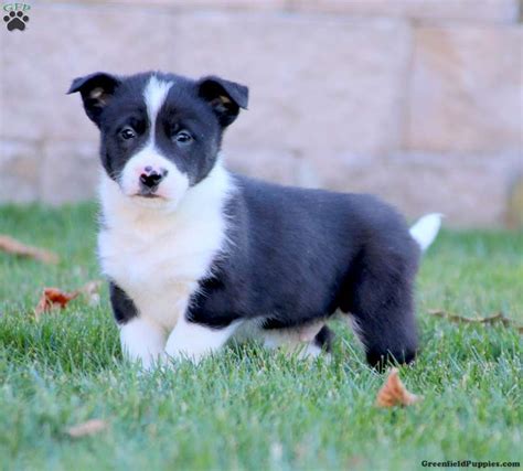 Border Collie Mix Puppies For Sale | Greenfield Puppies