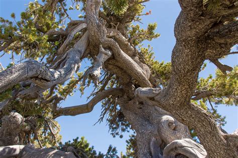 Limber Pine | Los Padres ForestWatch